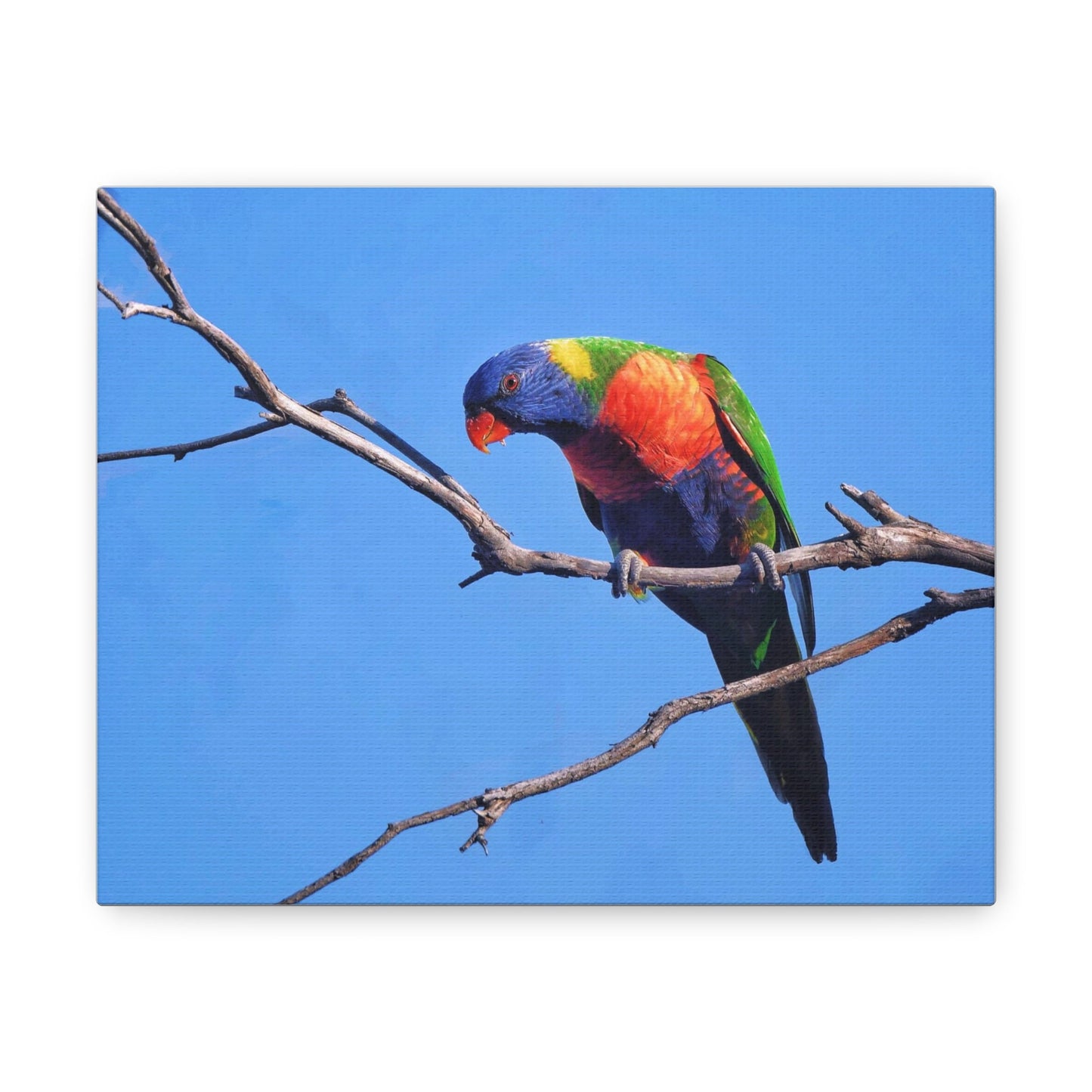 Rainbow Lorikeet Art