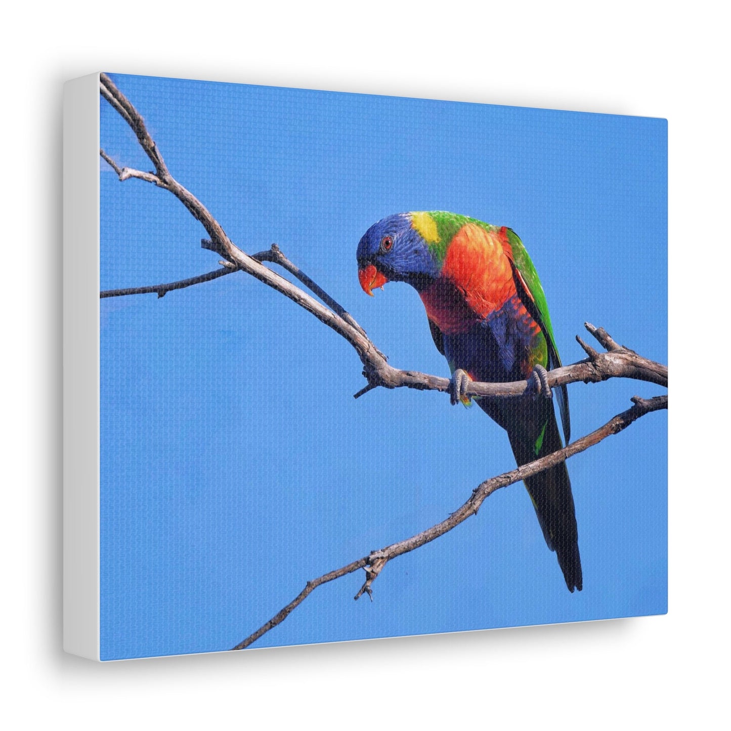 Rainbow Lorikeet Art