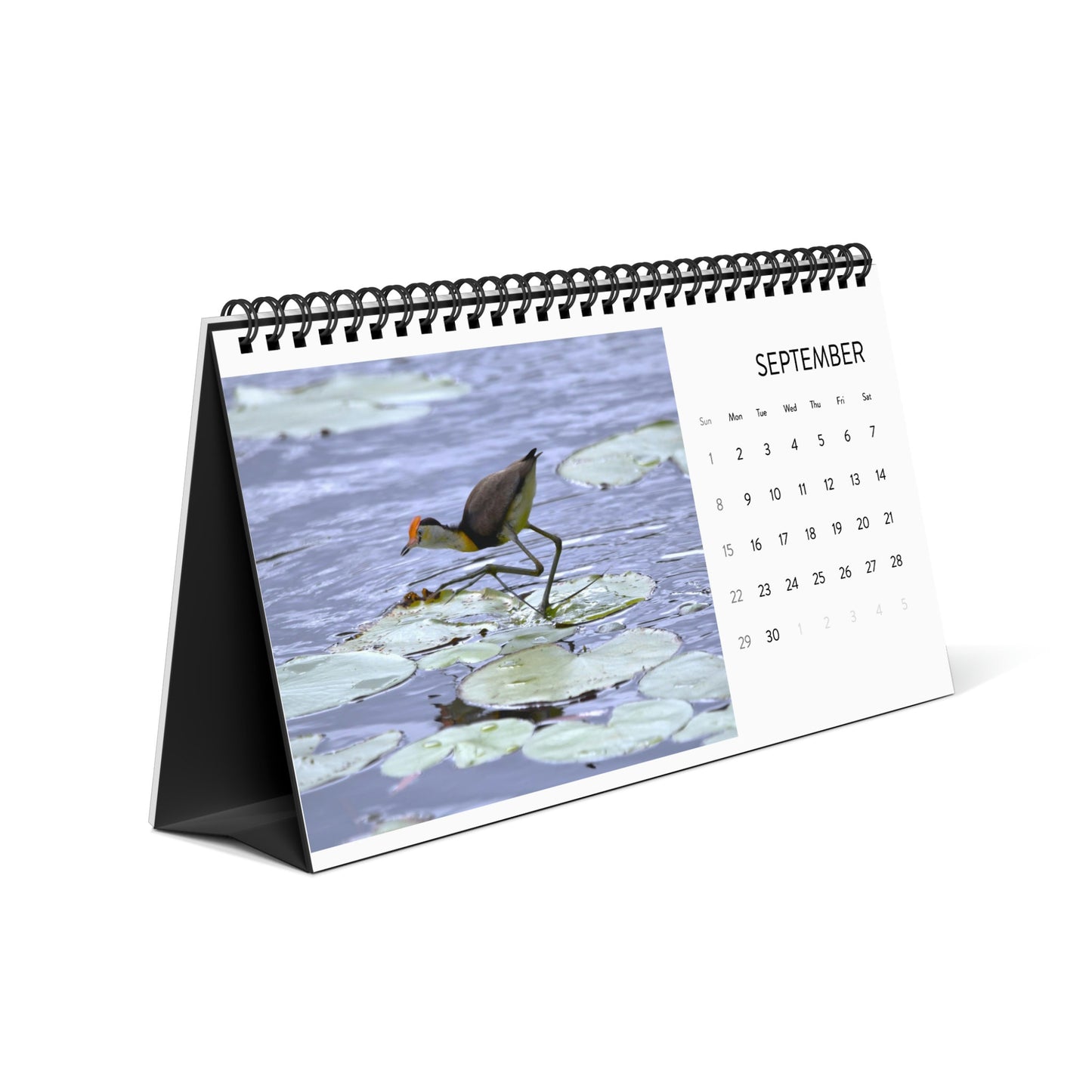 Australian Birds Desktop Calendar (2024 Grid Design)